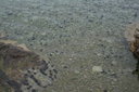 gal/cro 08/_thb_small-IMG_4571.JPG